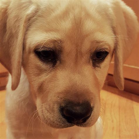 Yellow Labrador Retriever Cute Puppy Face Photograph by Crista Forest ...