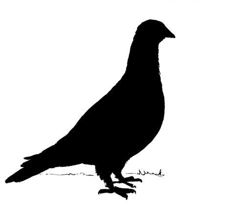 Pigeon Silhouette Free Stock Photo - Public Domain Pictures