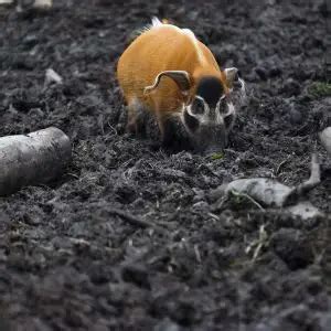 Red River Hog - Facts, Diet, Habitat & Pictures on Animalia.bio