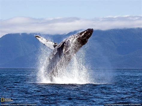 Blue Whale Wallpapers - Wallpaper Cave