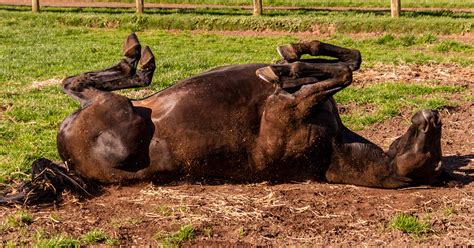 Colic in Horses and Ponies - Optim Equine