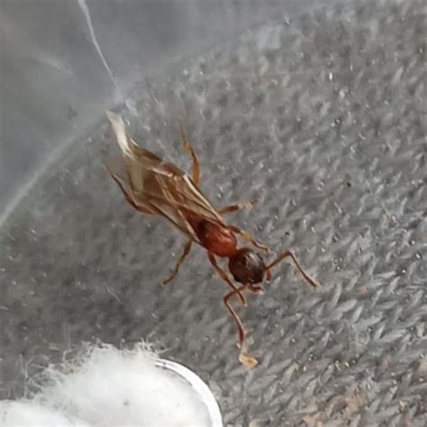 Is this an ant queen? Which species? : r/antkeeping