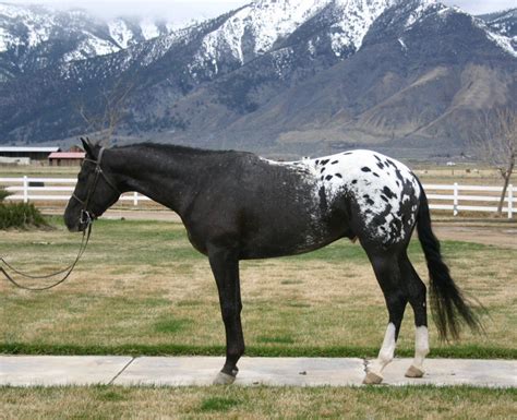 Blanket Appaloosa | Appaloosa pferde, Dressurpferde horses appaloosa ...