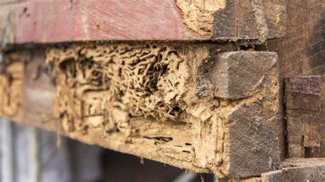 Termite Damage Vs. Wood Rot: How To Tell The Difference – Forbes Home