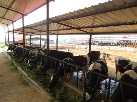 Dairy farming sector in India experiences a rapid growth - Dairy Global