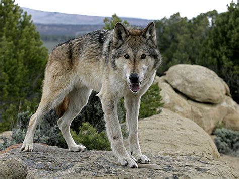 The Wolf That Changed America | About | Nature | PBS