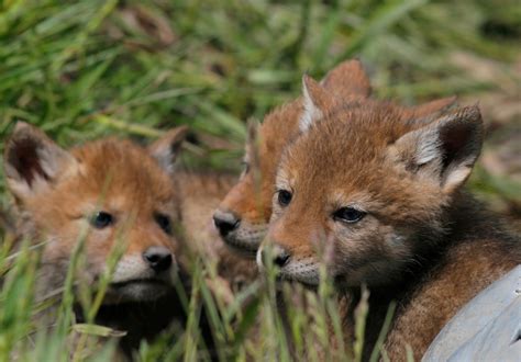 Fy Nyth...: Coyote Puppies!