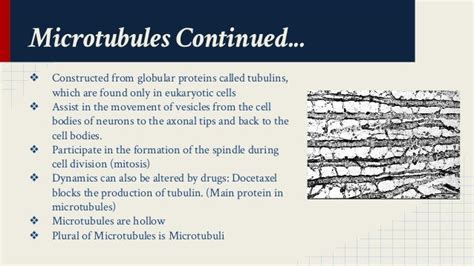 Microtubules Structure and Function