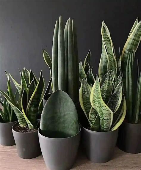 Plant FAQs: Snake Plant