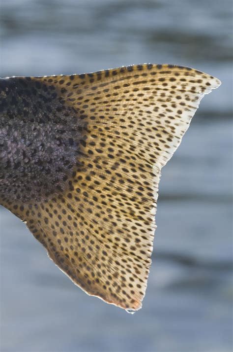 Close Up Of The Tail Of A Rainbow Trout Photograph by Greg Martin - Pixels