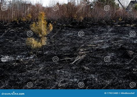 Lonely Surviving Pine Tree Surrounded By Charred Grass After A Spring Fire. Aftermath Of Natural ...