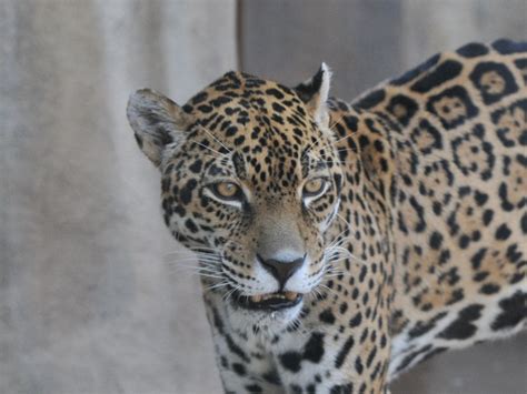 The Online Zoo - Jaguar