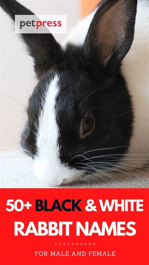 The Ultimate List of 50+ Black and White Rabbit Names