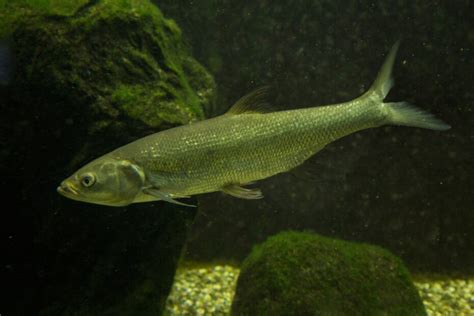 Common dace, Eurasian dace (Leuciscus leuciscus). - Don Catchment ...