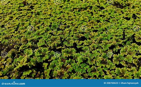 Anabaena Azollae Photos - Free & Royalty-Free Stock Photos from Dreamstime