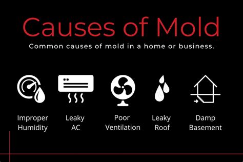 What Types of Mold Are Common in a Home | reynoldsrestoration