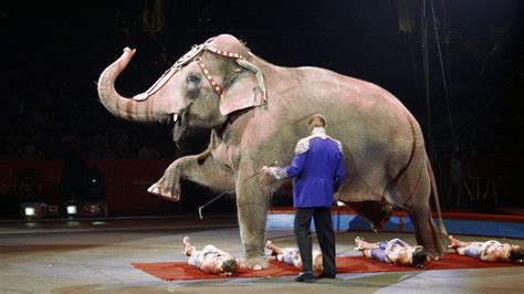 Petition · Disney to the rescue of circus animals · Change.org