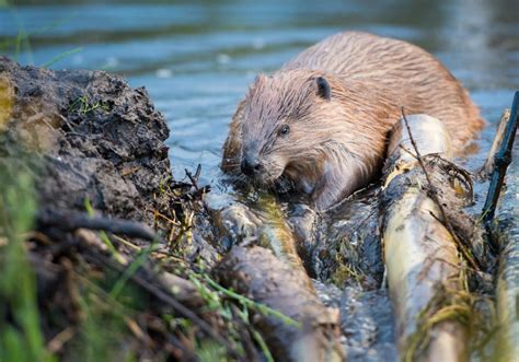 Why Do Beavers Teeth Never Get Worn Down? (Everything You Want To Know)