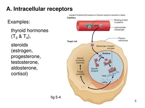 Intracellular Receptors | sexiezpix Web Porn