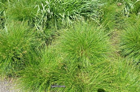 Sedges: Plant Care and Collection of Varieties - Garden.org