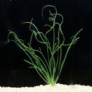 Crinum calamistratum Large – Gulfstream Tropical Aquarium