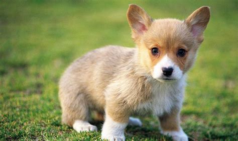 Baby Dog Wallpapers - Top Free Baby Dog Backgrounds - WallpaperAccess