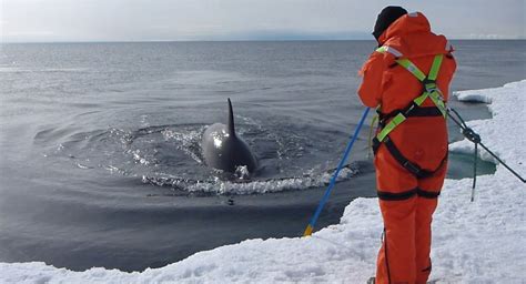 Shooting Killer Whales for Science in Antarctica | Whale of a Time