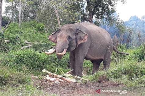 Habitat loss triggers Sumatran elephant-human conflict - ANTARA News