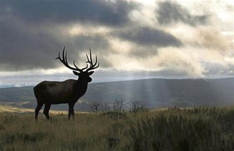 Colorado Parks and Wildlife history: Long-term efforts saved Colorado wildlife – Sterling ...