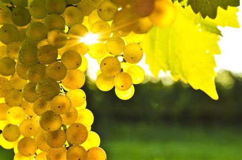 Chardonnay: The Essential Guide to the Chardonnay Grape Variety and its Wines