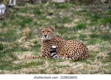 212 Gepard eyes Stock Photos, Images & Photography | Shutterstock