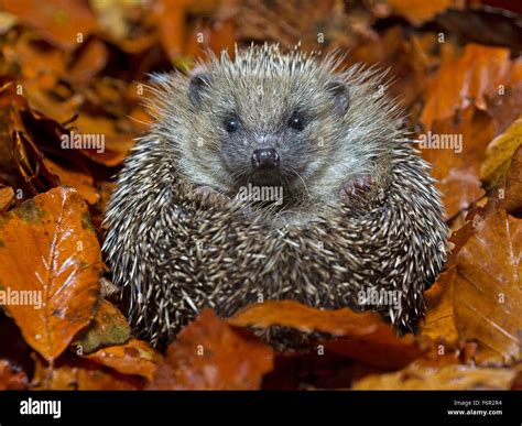 European hedgehog in Autumn leaves Stock Photo - Alamy