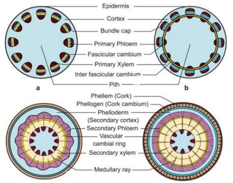 Dicot Stem Anatomy