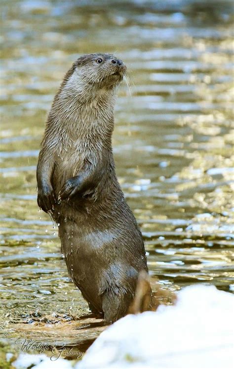 Eurasian Otter | Otters, Wild animals photography, Wildlife