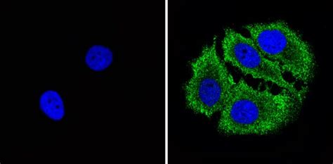 Bax Antibody, Biotin (Monoclonal, 6A7)