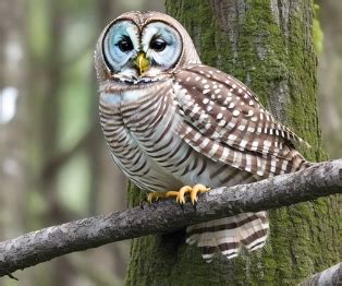 What Does A Barred Owl Sound Like - The Bird Identifier