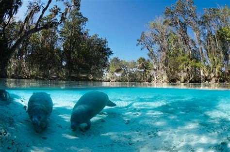 Diving with manatees in Florida • Dive SSI