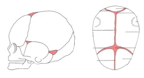 fetal skull fontanelles Diagram | Quizlet