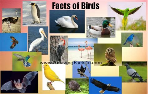 47 Amazing Birds Facts You Were Unaware | Amazing Facts 4U