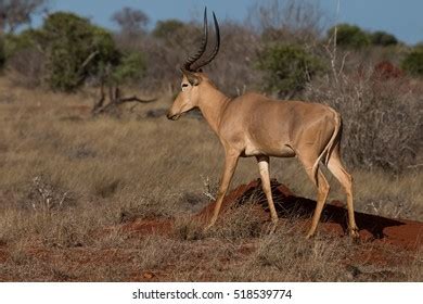 Hirola Stock Photo 518539774 | Shutterstock