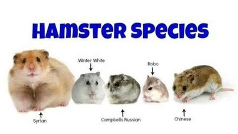 four different types of hamsters with their names in the bottom right hand corner