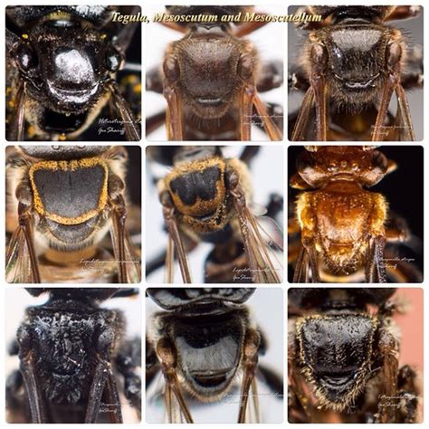 Different species of Stingless Bees - Mesoscutum, Mesoscut… | Flickr