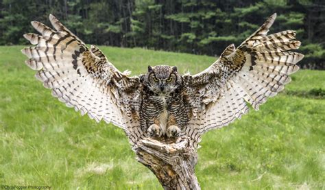 Great Horned owl - wings out heading to its perch. | Great horned owl, Horned owl, Owl