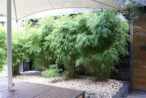 Himalayan Weeping Bamboo Care | Red Cloud Bamboo