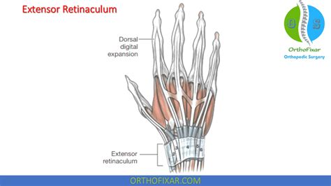 Extensor Compartments Of The Wrist | OrthoFixar 2024