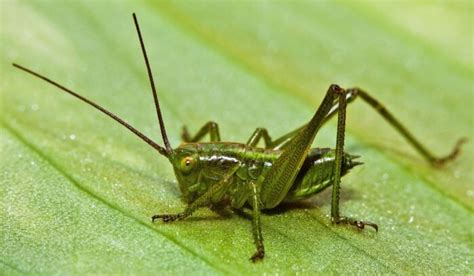 What Are Interesting Facts About Crickets? - Joy of Animals