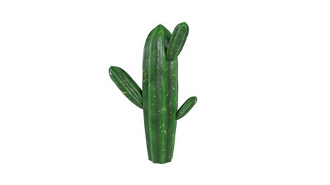 a cactus plant on a white background 33532762 Stock Video at Vecteezy