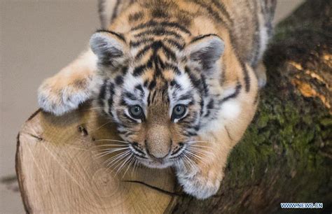 In pics: female Siberian tiger cub at Toronto Zoo - Xinhua | English ...