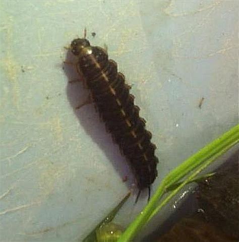 Beetle Larva - PEST CONTROL CANADA