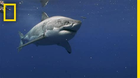 Great White Shark Photos : Hx Tan5e8cl46m, Underwater stock photos of ...